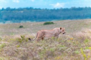a lion walking through a field of tall grass - it's leo season!