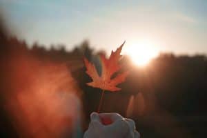 person holding brown maple leaf practicing autumn equinox rituals