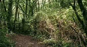 A path blocked by brambles representing how limiting beliefs block us as we travel the cyclical living path.